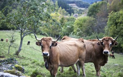 VACAS EN EL PRAU